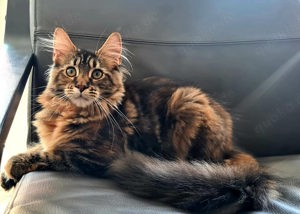 Maine-Coon-Katze