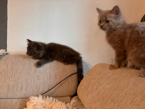 Heilige Birma-Nebelung Kitten 