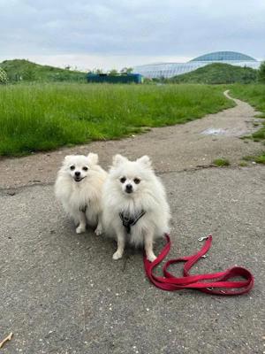 Reinrassige Pomeranian Zwergspitz Welpen