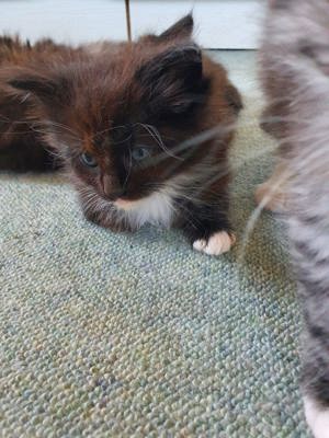 Maine Coon Kitten 