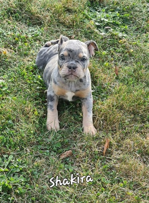 New English Bulldog Welpen 