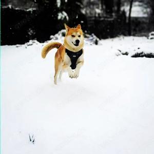 Gut erzogener Akita Inu Rüde *reinrassig* sucht liebevolles Zuhause auf Lebenszeit