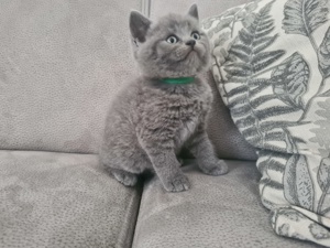 Kitten BKH Britischkurzhaar blue 