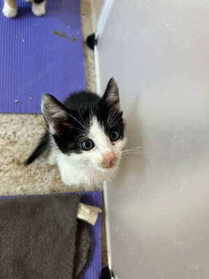 Katzenbabys Snape sucht ein zu Hause!