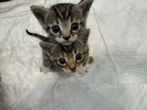 Bengal mix kitten 