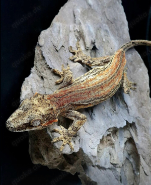 Rhacodactylus Auriculatus  Höckerkopfgecko 