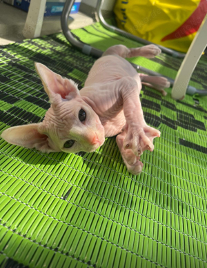 Sphynx Katzen Baby Don