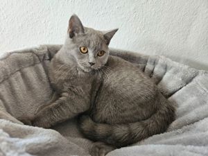 Süßes reinrassiges BKH Kitten Mädchen in Lilac *sofort verfügbar*