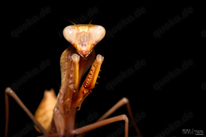 Mantiden: NZ R.kirbyi, D.desiccata und H.membranacea