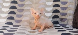 Kanadische Sphynx