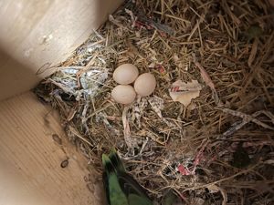 Rosenköpfchen pärchen mit eier