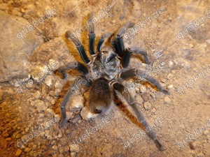 Vogelspinne Phormictopus spec Salinas 1.FH