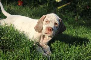 Braque du Bourbonnais Welpen - Französische Jagdhund - mit Papieren