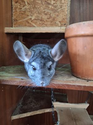 Chinchilla Böckchen