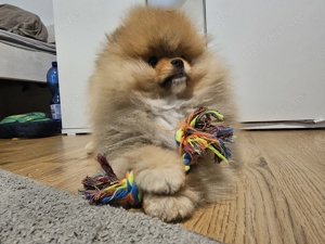 Teddy typ Pomeranian Zwergspitz, Welpe sucht liebes Zuhause 