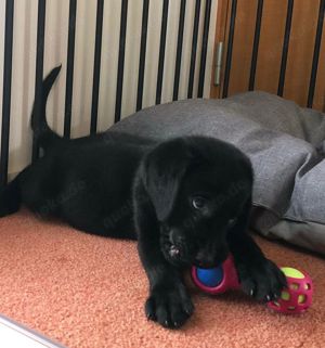 Cachorros de labrador negro en venta