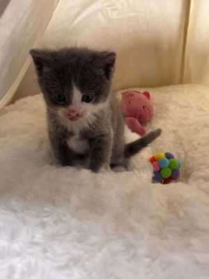 Ragdoll Kitten Mix 