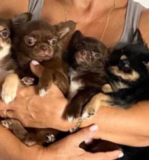 Chihuahua mini welpen