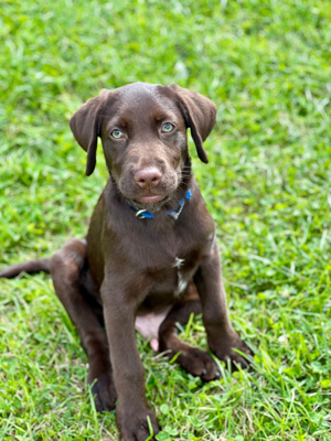 Labrador Welpen 