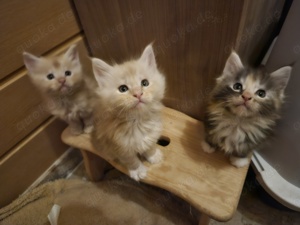 Maine Coon Kitten