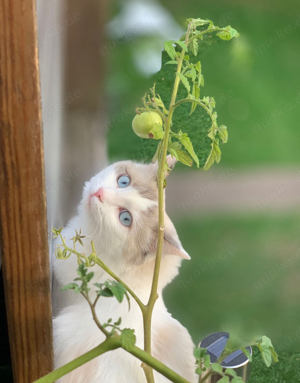 ragdoll katzen