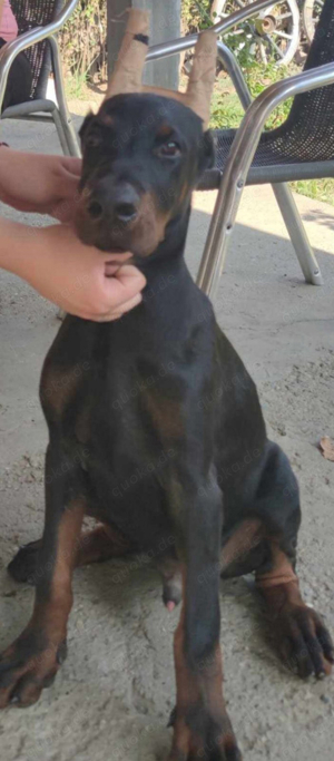 Dobermann aus Zucht