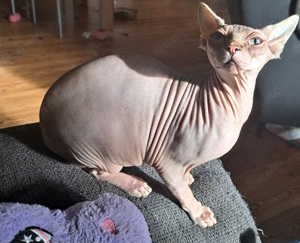 Sphynx Mädchen abzugeben 