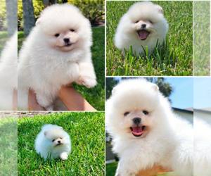 Pomeranian Zwergspitz Welpen Boo Typ#