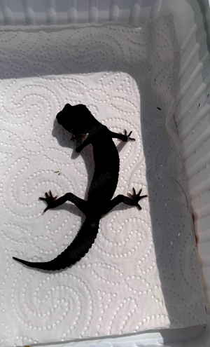 0.1 Black Night Leopardgecko