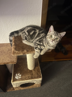 Bkh Kater Black Silver Tabby  (Whiskas Katze)