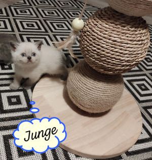 Reinrassige BKH Kitten suchen neue Zuhause 