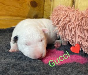 Miniatur Bullterrier Welpen FCI  Welpen