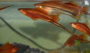 Aquarium Fische Welse Salmler Skalar abzugeben 