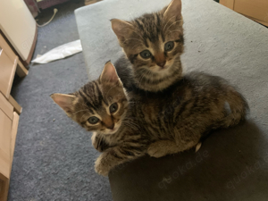 2 Kleine Kater abzugeben 