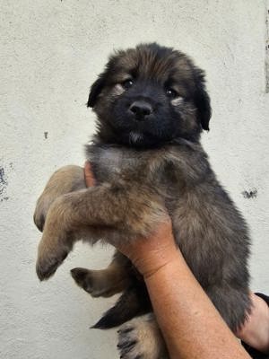 Golden Retriever-Eurasier Welpen 