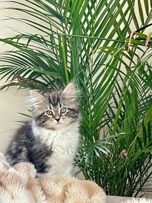 Maine Coon Kitten weiblich 