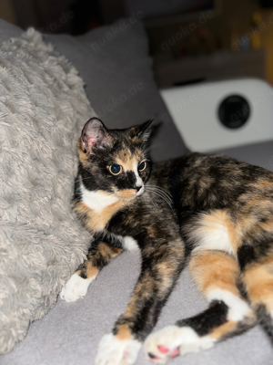 katze sucht dringend ein zuhause