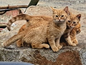 2x kleine rote Katzen abzugeben