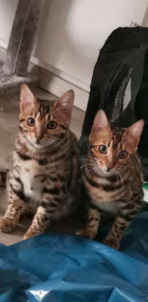 Bengal Katzen Geschwister