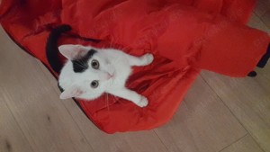 Baby Katze  sucht neues Zuhause  5 mon