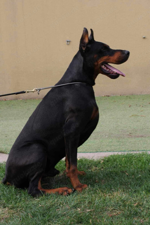 Dobermann Welpe 4,5  Monate 