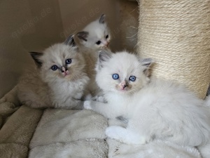 Reinrassige Ragdoll Kitten 