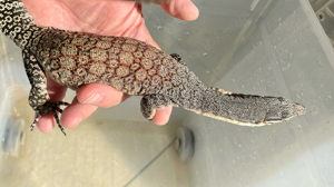 Varanus glauerti