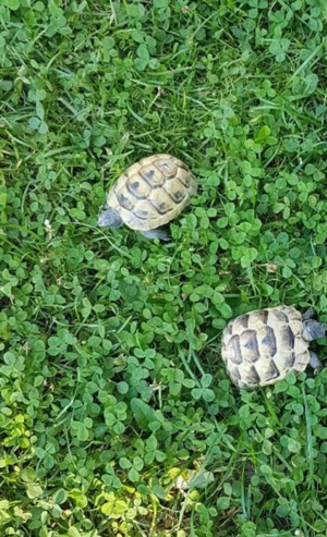 Maurische Landschildkröten Pärchen 2023 