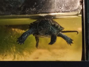 Europäische Sumpfschildkröte Emys Orbicularis 