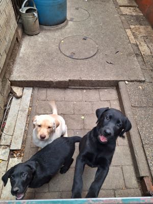 Labrador Hunde zu verkaufen 