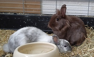 Kaninchenpaar kaninchen kastriert löwenköpfchen