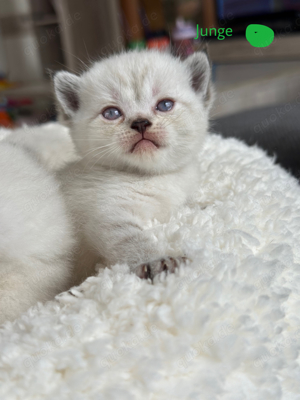 Wunderschöne BKH Kitten *NOCH 4 KITTEN FREI*