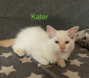 Ragdoll Kitten Kater darf ausziehen