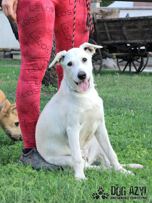 Hübscher Mischling Junghund Marlene